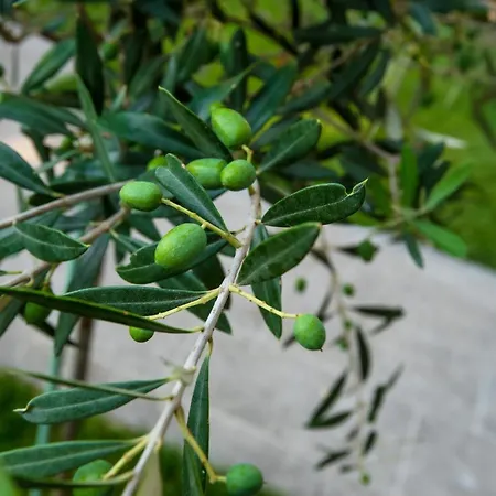 Lägenhet Olive