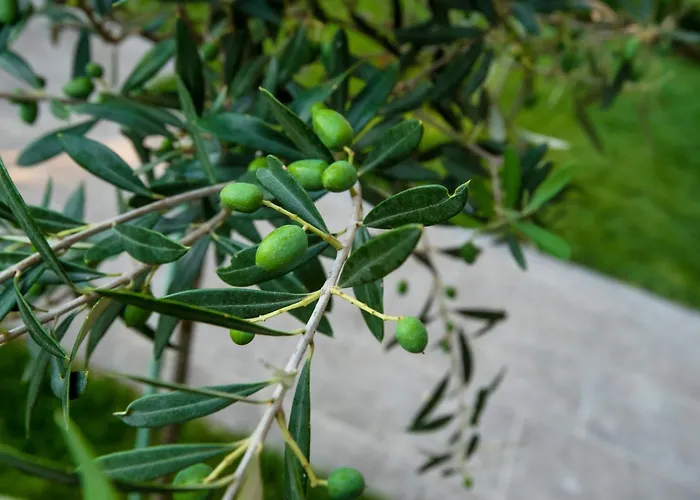 Appartement Olive